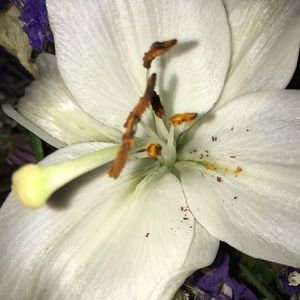 Meet your Posher, Ppaige